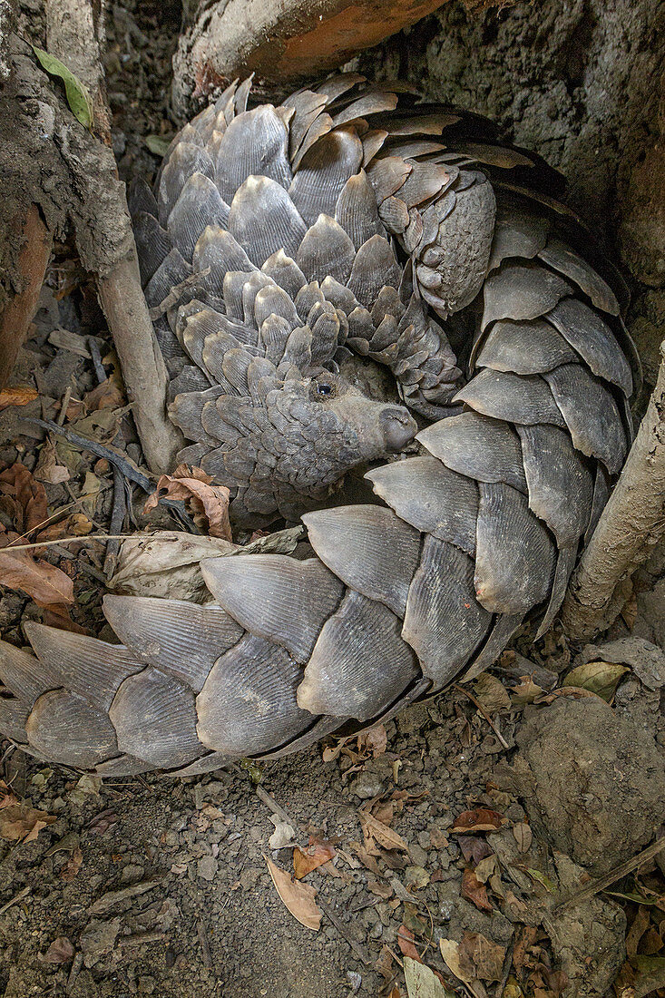 Steppenschuppentier, auch Kap Pangolin (Manis temminckii) in defensiver Haltung, Gorongosa Nationalpark, Mosambik