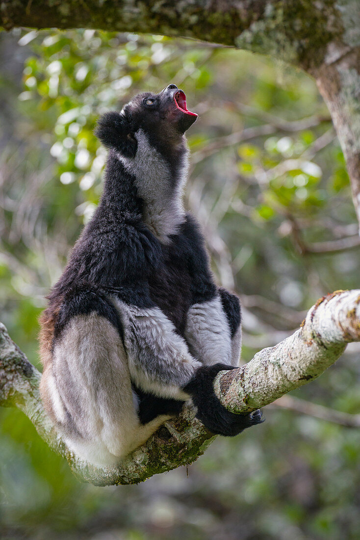 Indri (Indri Indri), Maromizaha Reserve, Madagaskar