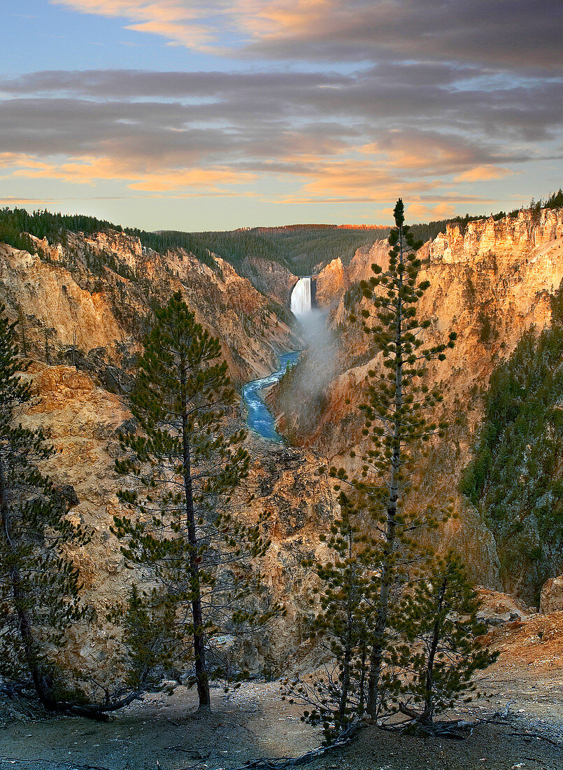 Nadelbäume und Lower Yellowstone Falls, Yellowstone River, Grand Canyon von Yellowstone, Yellowstone Nationalpark, Wyoming