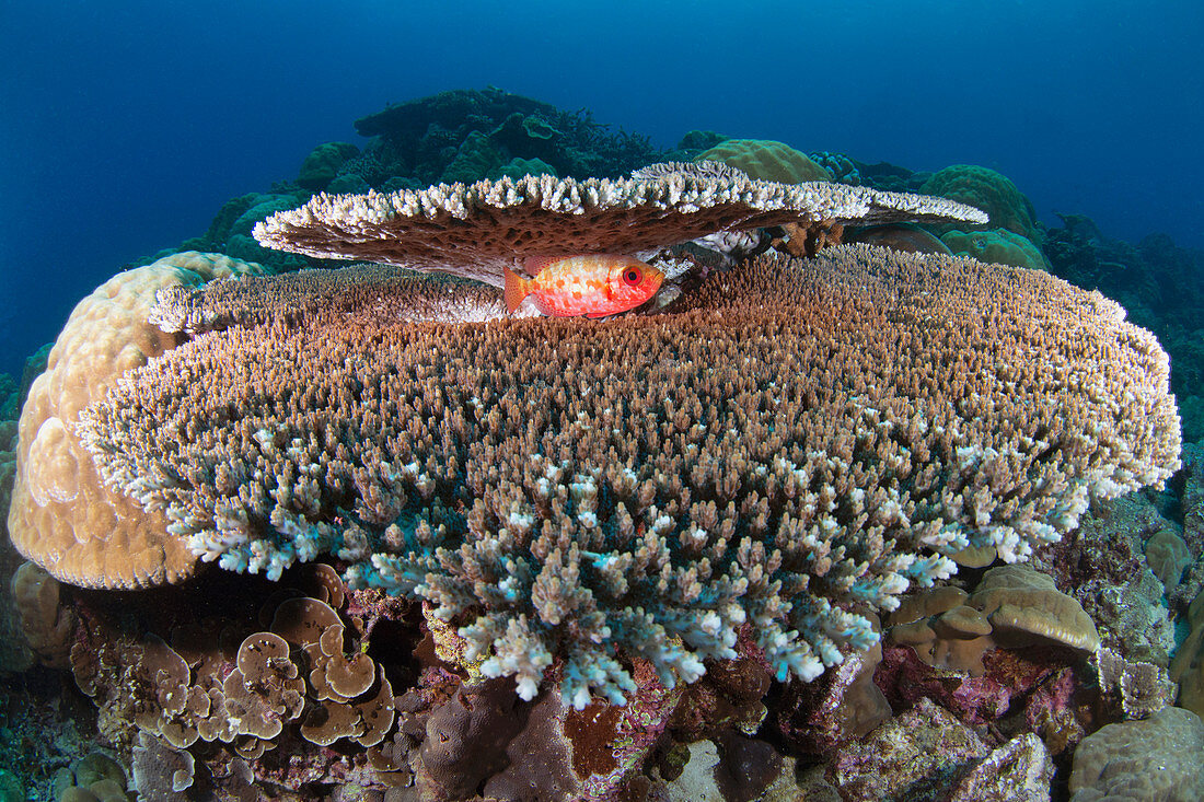 Großaugenbarsch (Heteropriacanthus cruentatus) schützend in der Koralle, Weihnachtsinsel, Australien