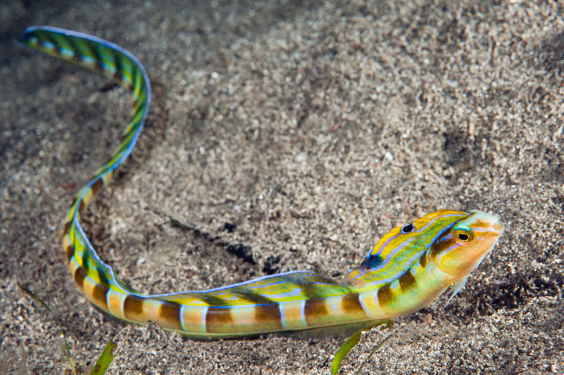 Haarschwanz Blenny (Xiphasia setifer), Great Barrier Reef, Australien