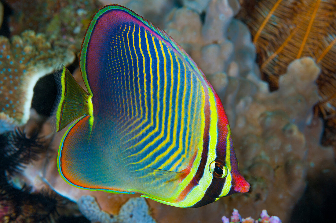 Dreieck Falterfisch (Chaetodon Triangulum), Anilao, Philippinen