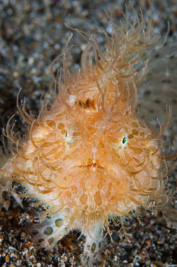 Gestreifter Anglerfisch (Antennarius striatus), Anilao, Philippinen