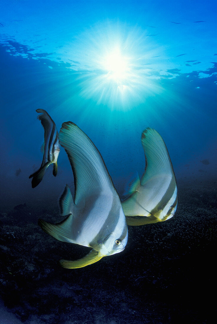 Langflossen-Fledermausfisch (Platax teira) Trio, Großes Wallriff, Australien