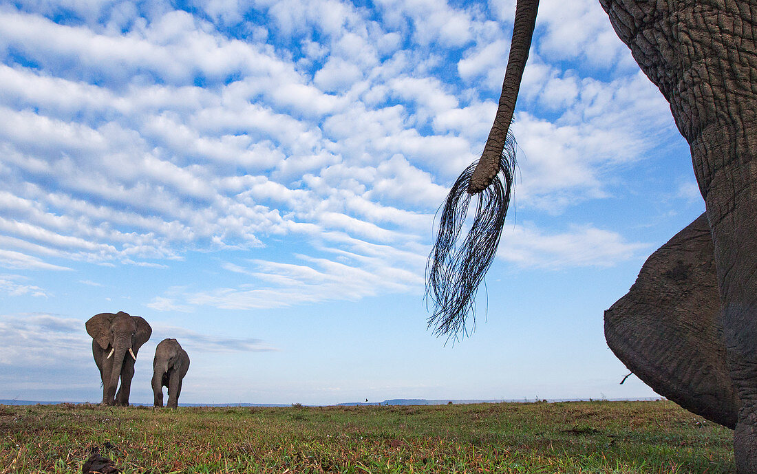Trio des afrikanischen Elefanten (Loxodonta africana), Masai Mara, Kenia