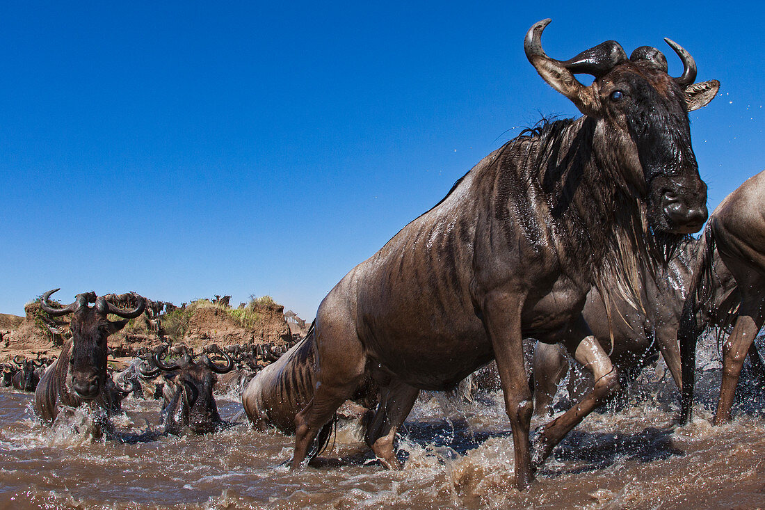 Streifengnus (Connochaetes taurinus) Herde, überquert den Fluß, Mara River, Masai Mara, Kenia