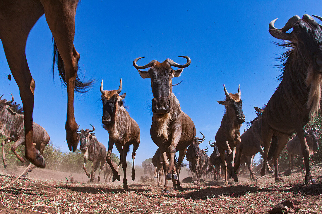 Laufende Herde des Streifengnus (Connochaetes taurinus), Masai Mara, Kenia