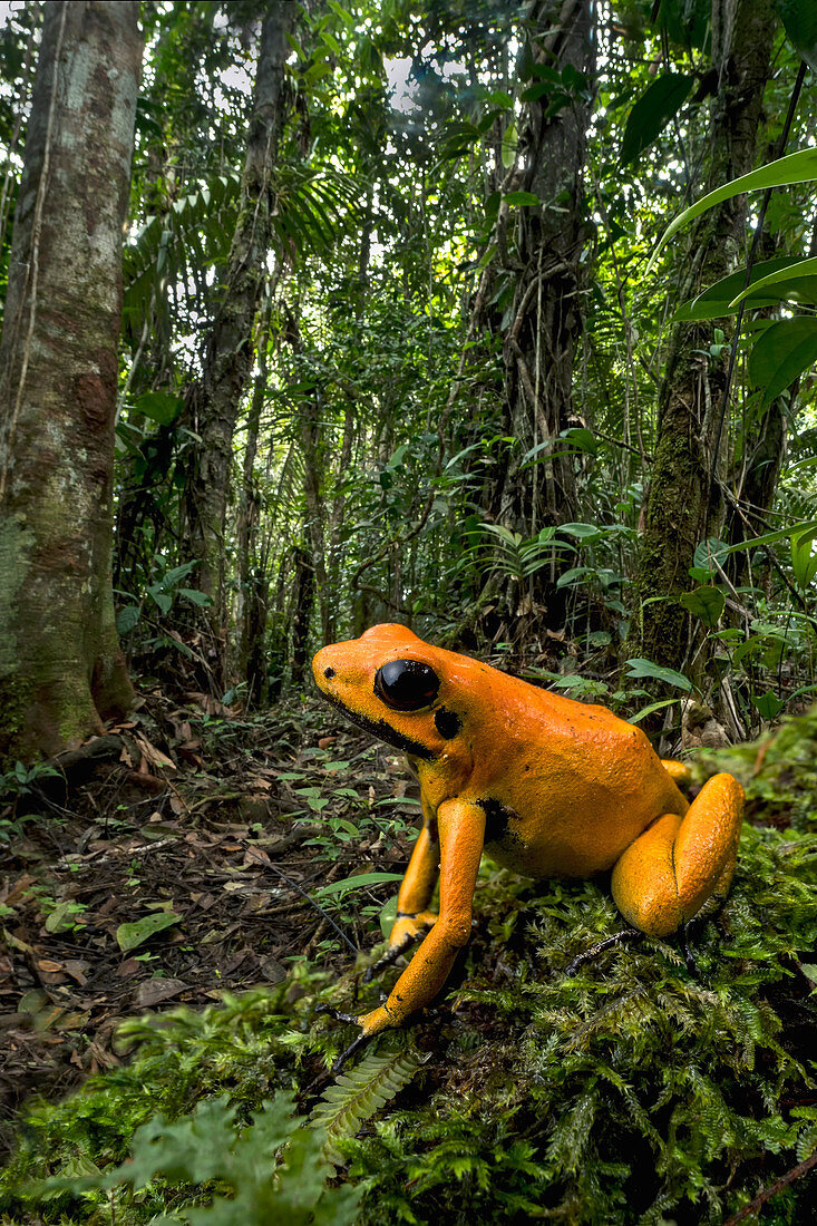 Goldener Giftfrosch (Phyllobates terribilis) Timbiqui, Cauca, Kolumbien, Pazifikküste, Kolumbien