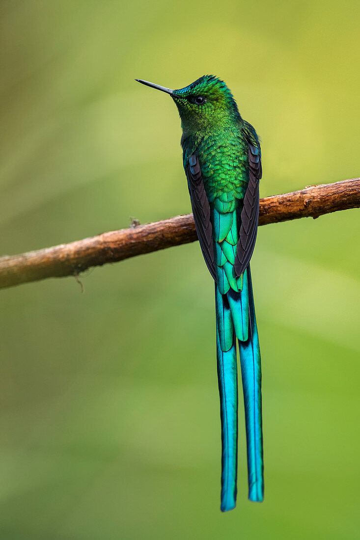 Himmelssylphe (Aglaiocercus kingii) Río Blanco-Naturreservat, Manizales, Tolima, Kolumbien