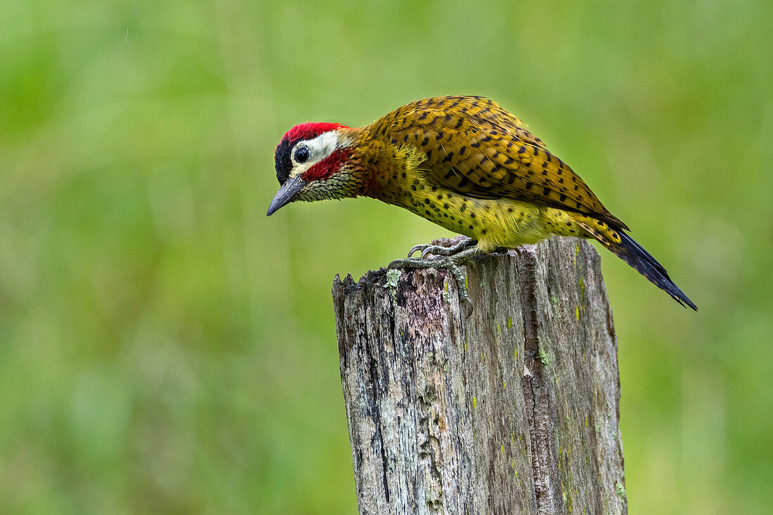 Tüpfelbrustspecht (Colaptes punctigula) Rio Claro Naturschutzgebiet, Antioquia, Kolumbien