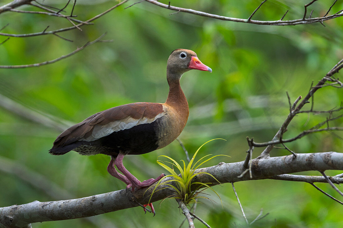 Herbstpfeifgans (Dendrocygna autumnalis) Rio Claro Naturschutzgebiet, Antioquia, Kolumbien