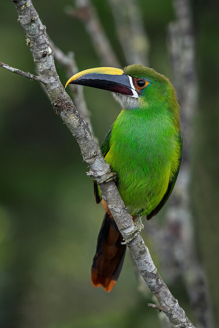 Emerald Toucanet (Aulacorhynchus prasinus) Naturschutzgebiet Alto de Ventanas, Antioquia, Kolumbien