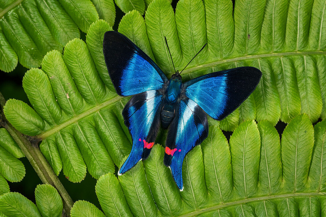 Riodiniden Schmetterling (Rhetus dysonii psecas) Tatama Nationapark, Risaralda, Kolumbien