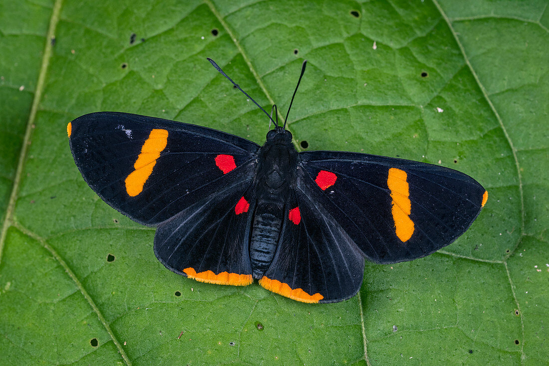 Electron Pixie Schmetterling (Melanis Elektron) Riodinidae, Santa Maria, Boyacá, Kolumbien