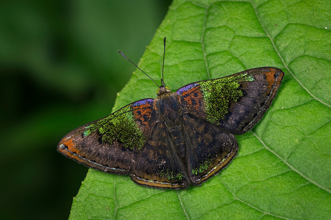 Riodiniden Schmetterling (Caria rhacotis), Santa Maria, Boyacá, Kolumbien