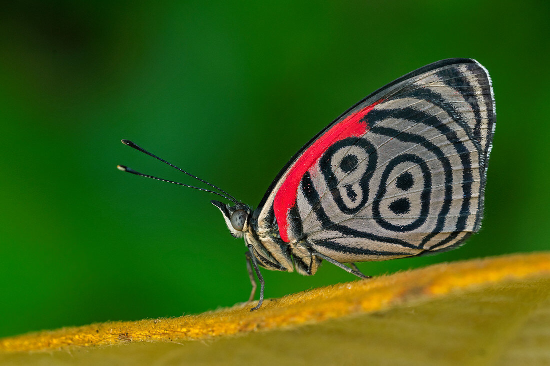 Schmetterling 88 (Diaethria Clymena) Lycaenidae, Tatama-Nationalpark, Risaralda, Kolumbien