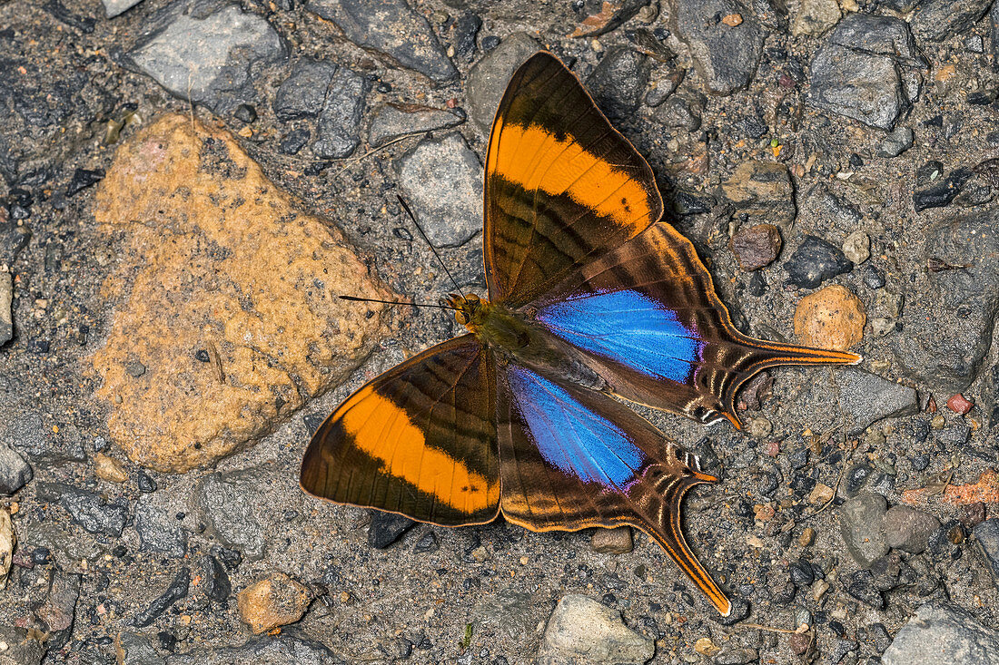 Corinna Daggerwing-Schmetterling (Marpesia Corinna) Santa Maria, Boyacá, Kolumbien