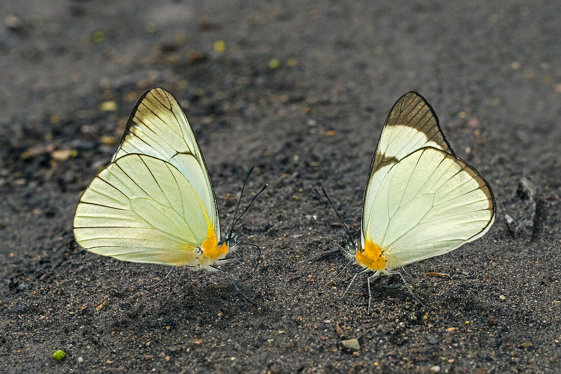 Schmetterling (Melete sp.) Pieridae, Santa Maria, Boyacá, Kolumbien