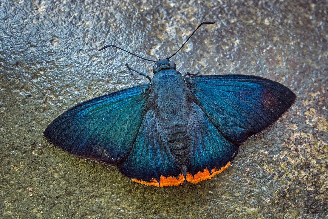 Zereda Skipper Schmetterling (Chalypyge zereda), Nationalpark Tatama, Risaralda, Kolumbien