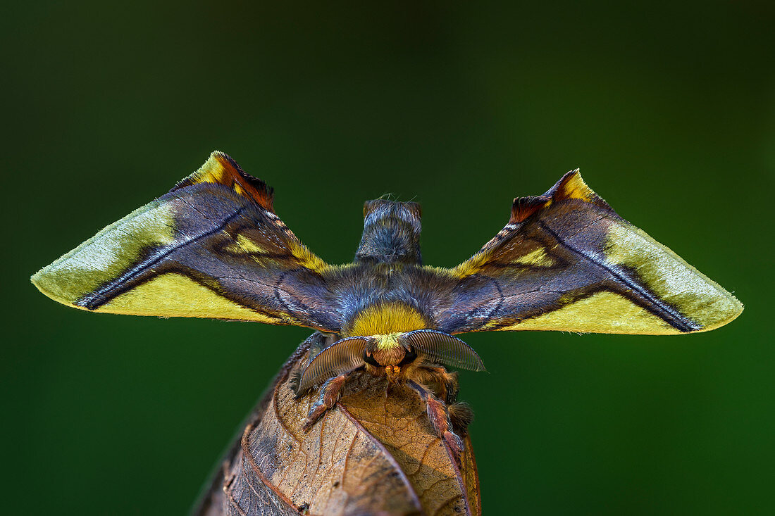 Motte (Epia muscosa) Bombycidae, Tatama Nationalpark, Risaralda, Kolumbien