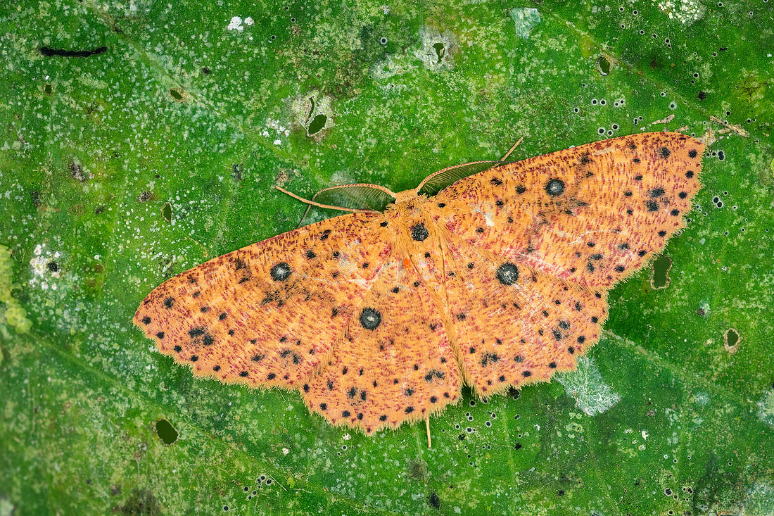 Motte (Cyclophora prunelliaria) Geometridae, Nationalpark Tatama, Risaralda, Kolumbien
