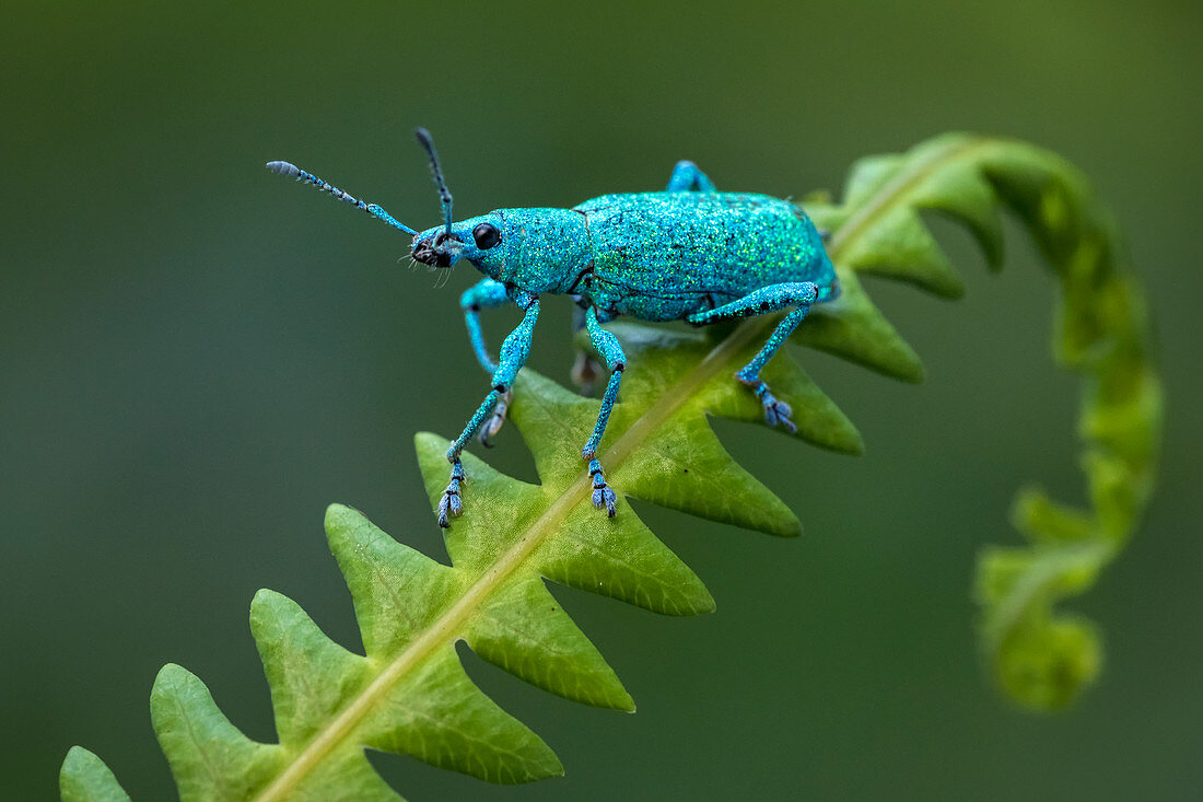 Rüsselkäfer (Curculionidae) Tatama Nationalpark, Risaralda, Kolumbien