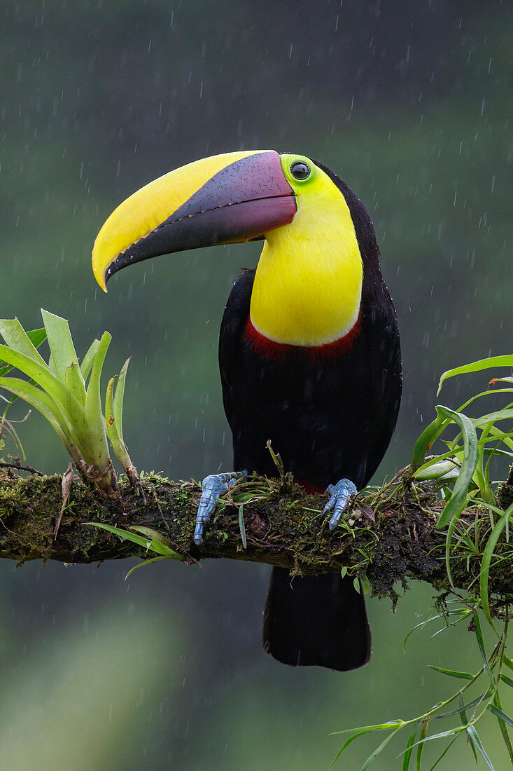 Goldkehltukan (Ramphastos ambiguus) bei Regenfällen, Costa Rica