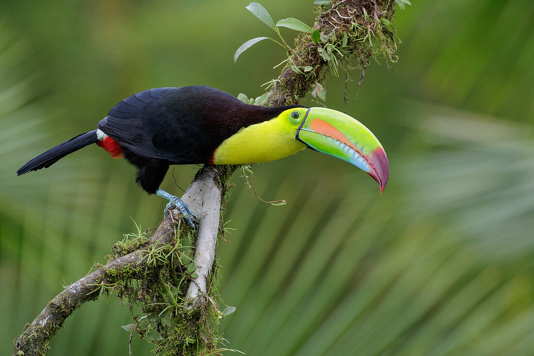 Fischertukan, auch Regenbogentukan (Ramphastos sulfuratus), Costa Rica