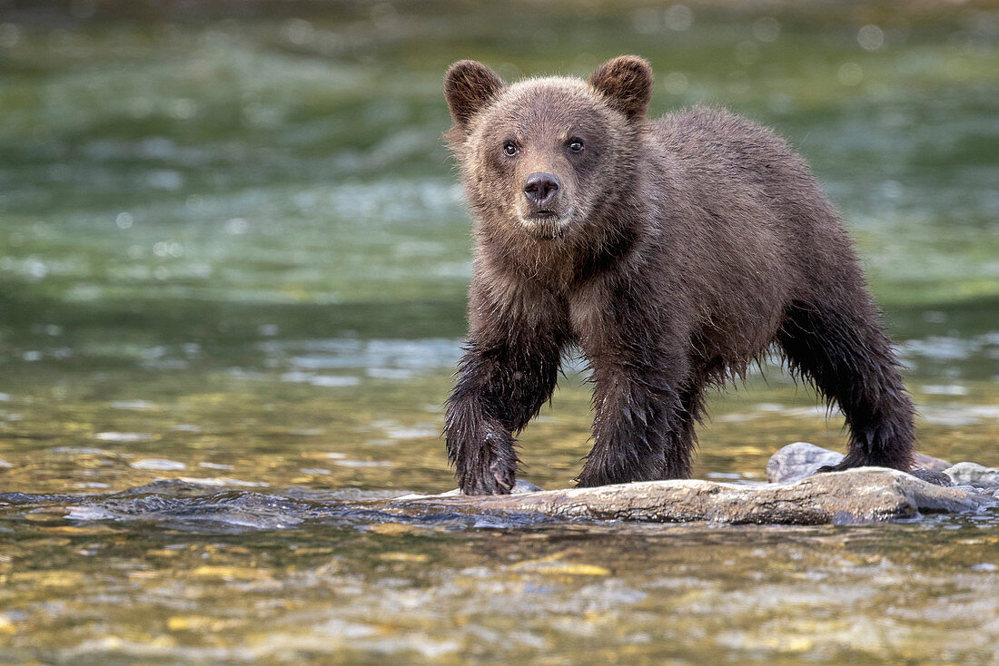 Grizzlybär (Ursus arctos horribilis), Jungtier, Britisch-Columbia, Kanada