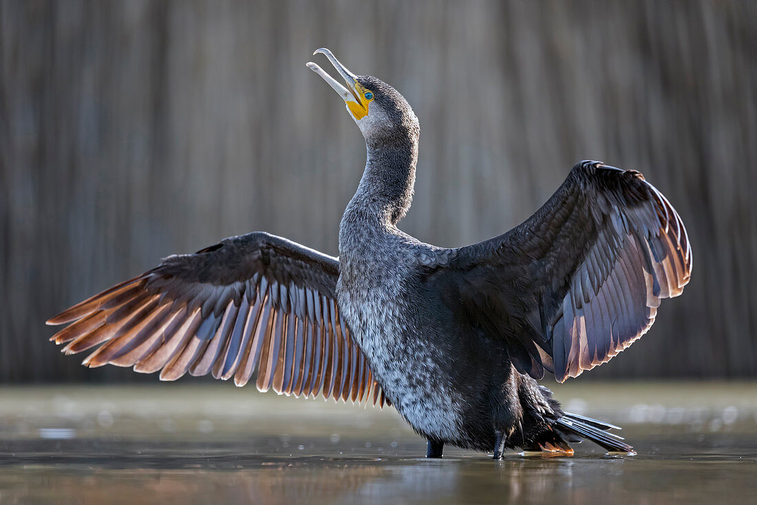 Kormoran (Phalacrocorax carbo), Ungarn