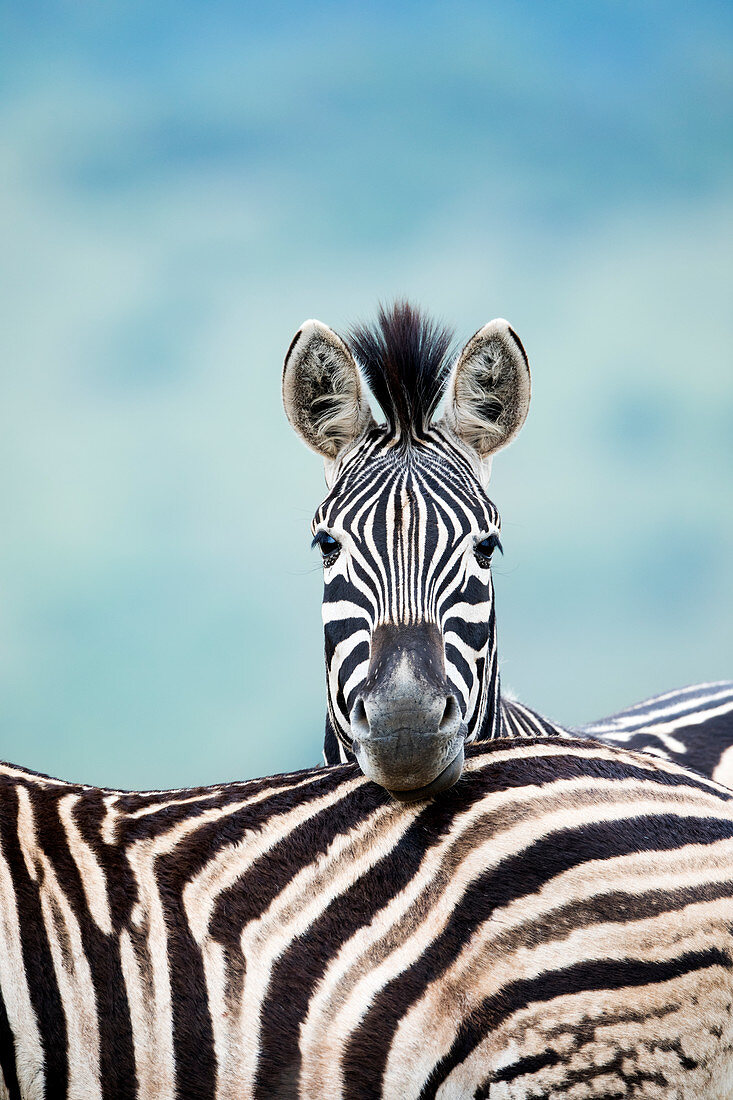 Steppenzebra-Paar (Equus burchellii), Itala Wildreservat, KwaZulu-Natal, Südafrika