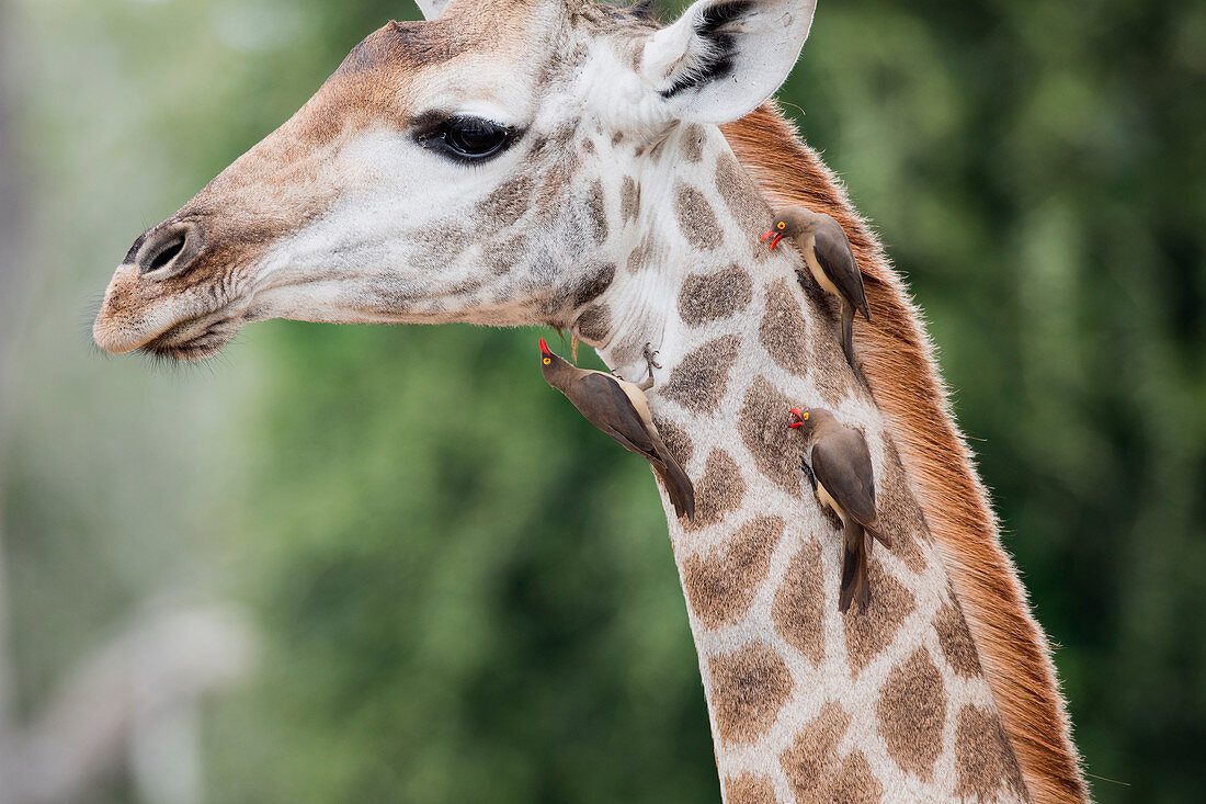 Giraffe (Giraffa camelopardalis) mit Rotschnabel-Madenhacker (Buphagus erythrorhynchus) die sich von Parasiten in symbiotischer Beziehung ernähren, Mkhuze Game Reserve, KwaZulu-Natal, Südafrika