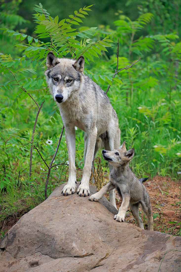 Wolf (Canis Lupus) Mutter und Welpe, Minnesota Wildlife Connection, Minnesota