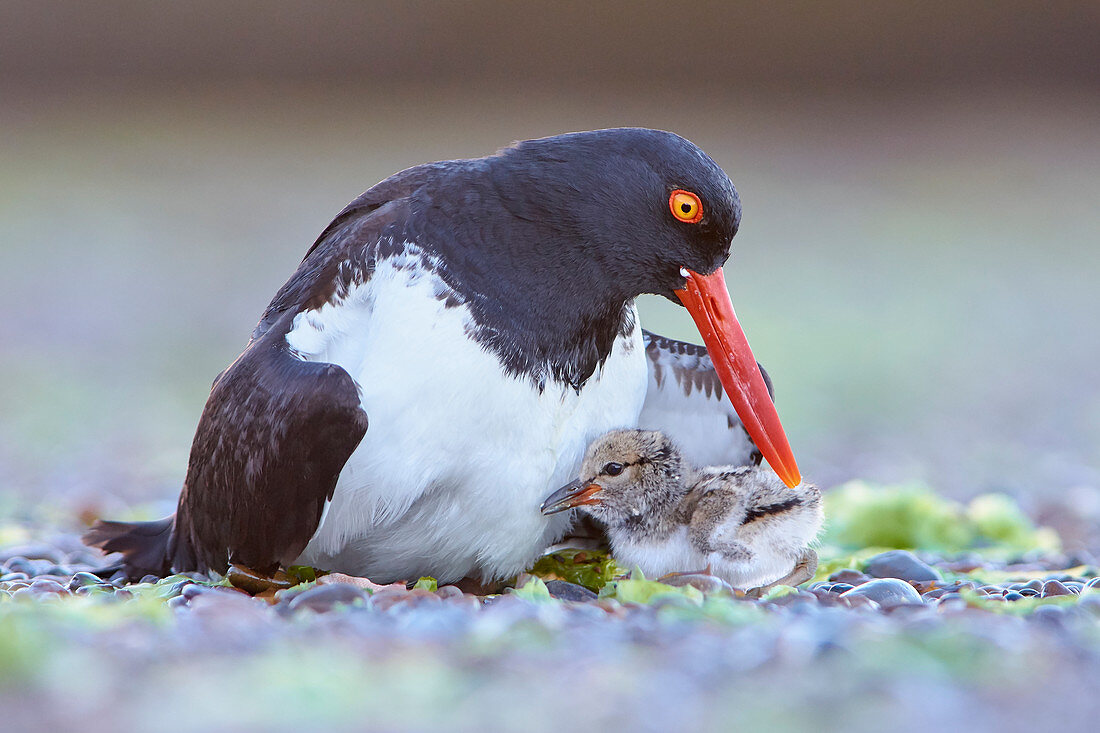 Amerikanischer Austernfischer (Haematopus palliatus)