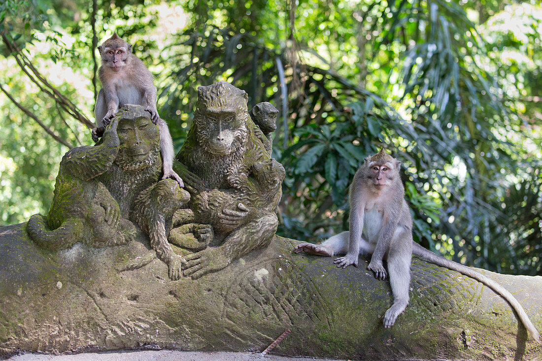 Langschwanzmakak-Paar (Macaca fascicularis), Affe Forest Ubud, Bali, Indonesien