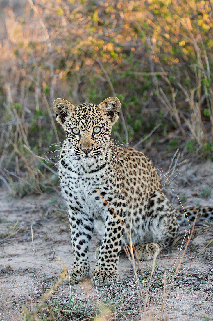 Leopard (Panthera pardus), vier Monate altes Jungtier, Sabi Sands Privates Wildreservat, Südafrika