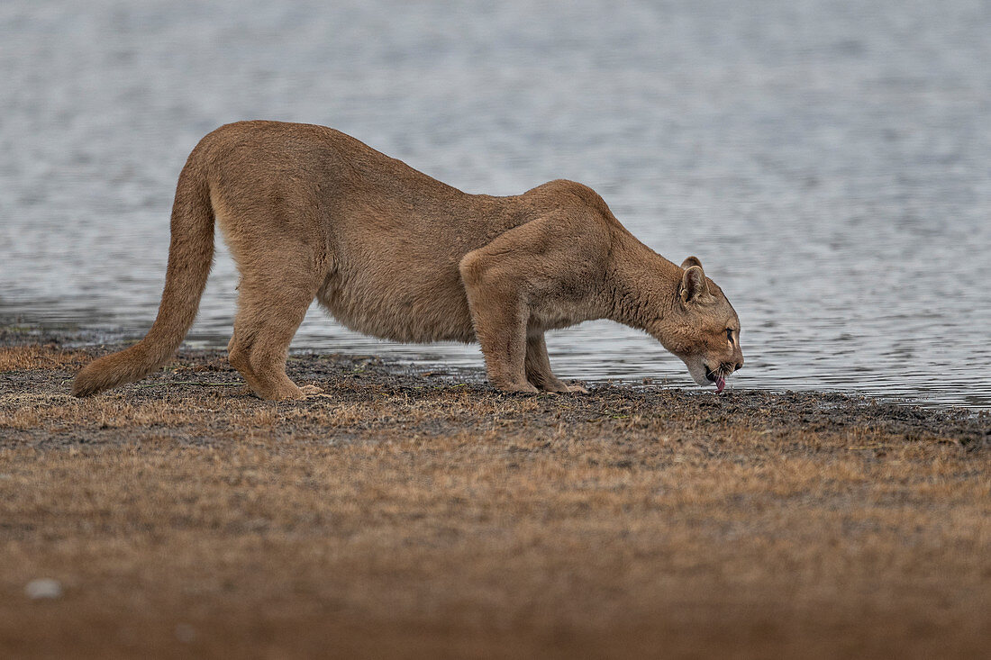Puma (Puma concolor), männlich, beim Trinken, Nationalpark Torres Del Paine, Patagonia, Chile