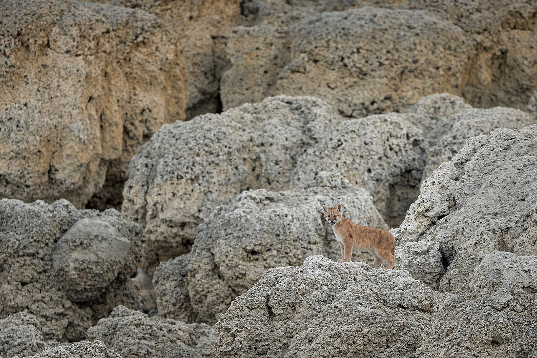 Puma (Puma concolor), Jungtier ruft die Mutter, Nationalpark Torres Del Paine, Patagonia, Chile
