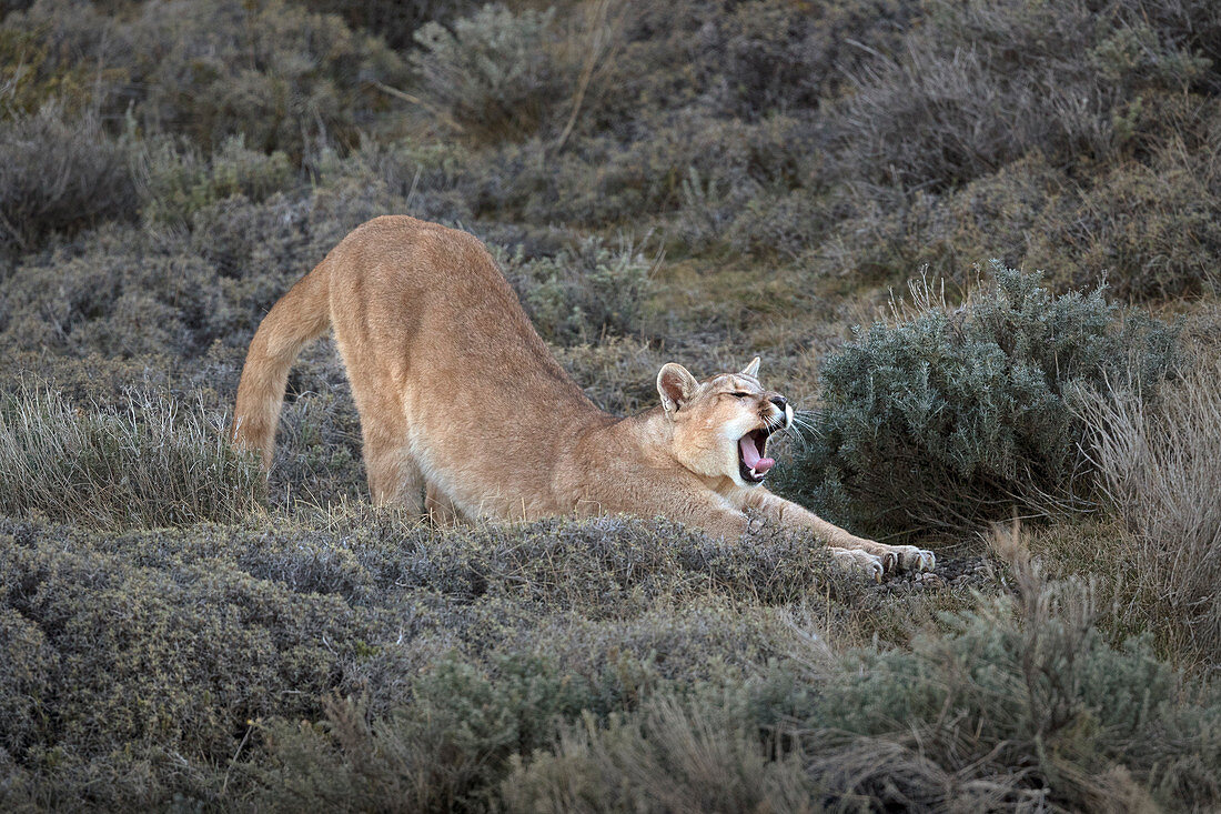 Puma (Puma concolor), gähnend und sich streckend, Nationalpark Torres Del Paine, Patagonia, Chile