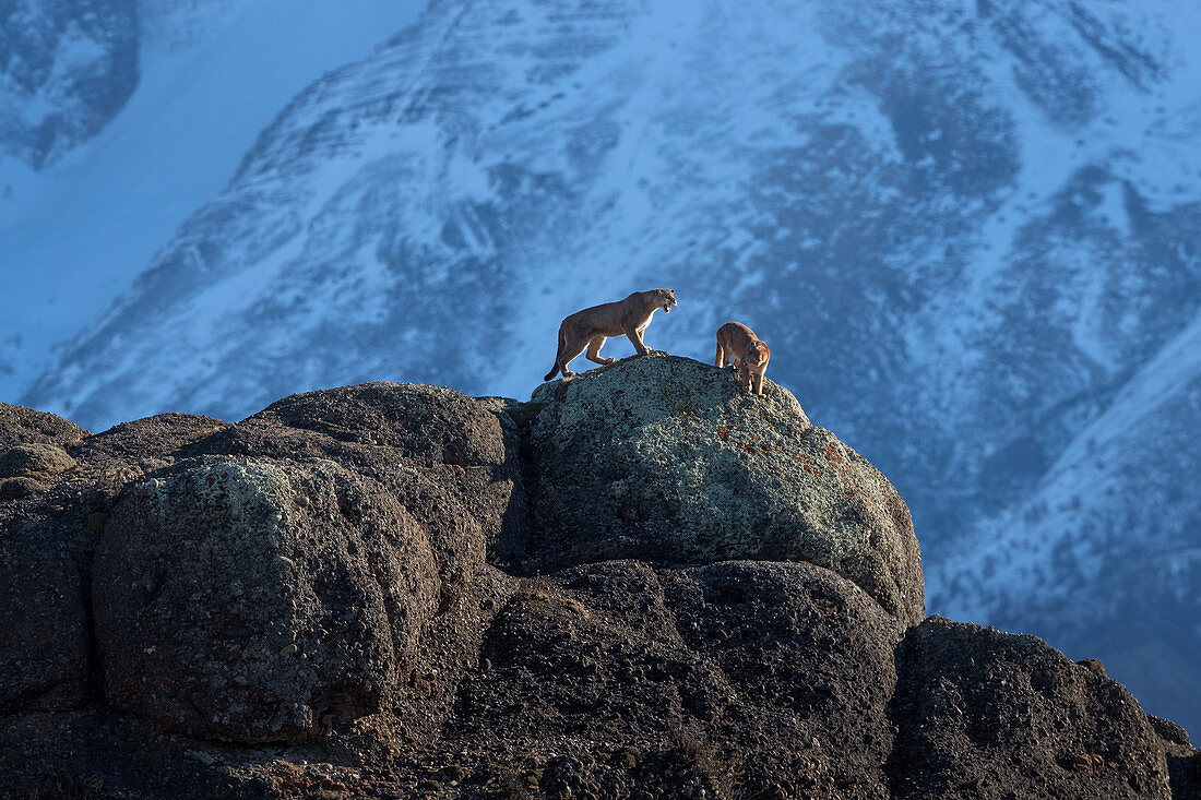 Puma (Puma concolor) männlich und weiblich, Nationalpark Torres Del Paine, Patagonia, Chile