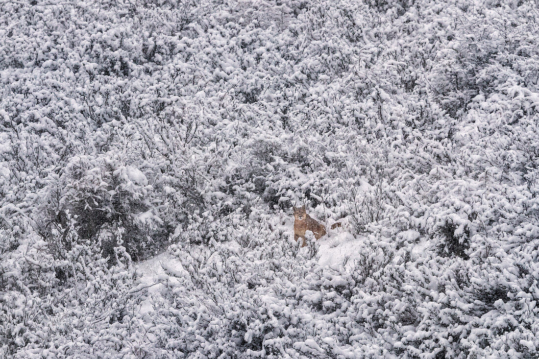 Puma (Puma concolor) im Winter, Nationalpark Torres Del Paine, Patagonia, Chile