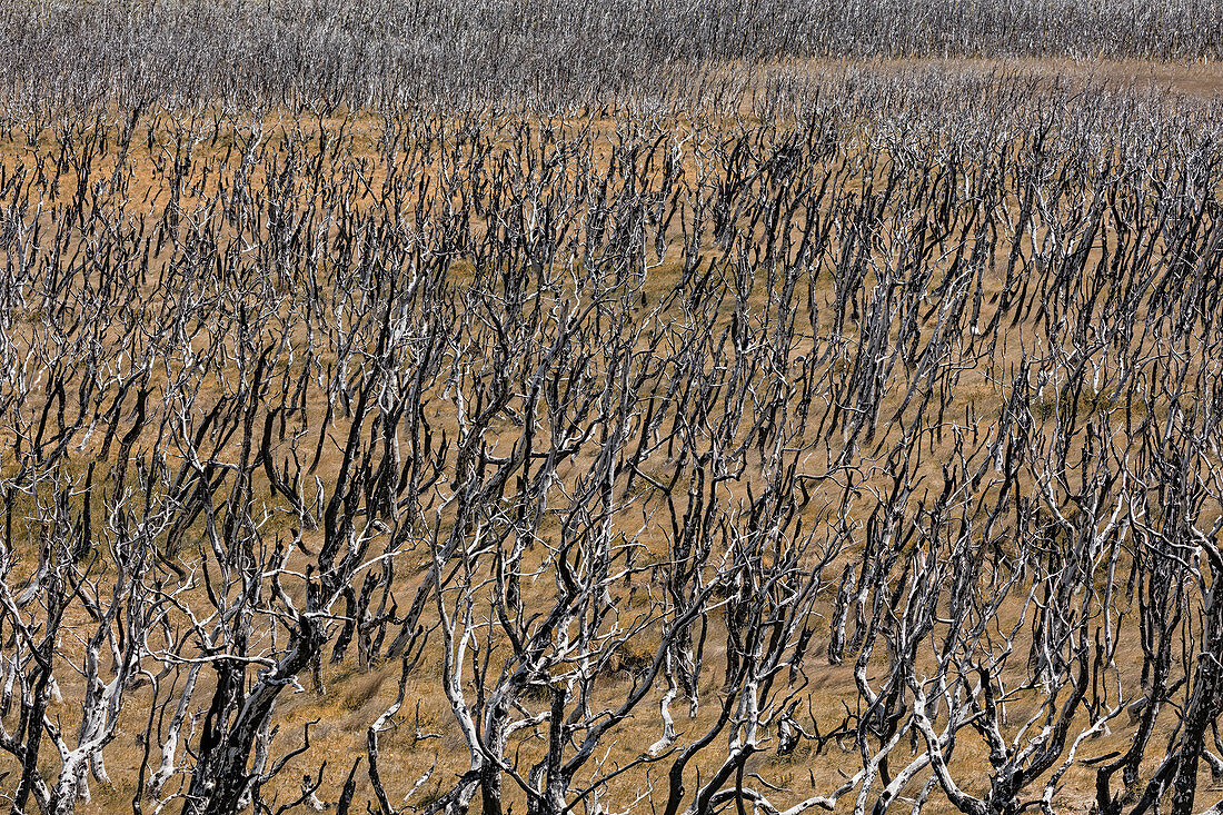 Lenga-Buche (Nothofagus pumilio) verbrannter Wald, Torres del Paine Nationalpark, Patagonien, Chile