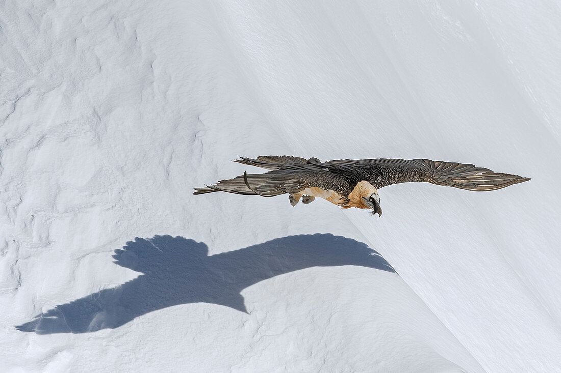 Bartgeier (Gypaetus barbatus), fliegend über Schnee im Winter, Wallis, Schweiz