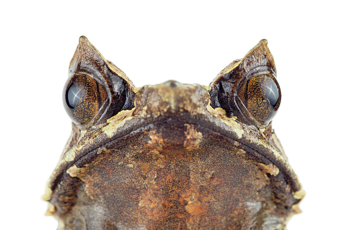 Asiatischer Hornfrosch (Megophrys nasuta), geboren in Asien