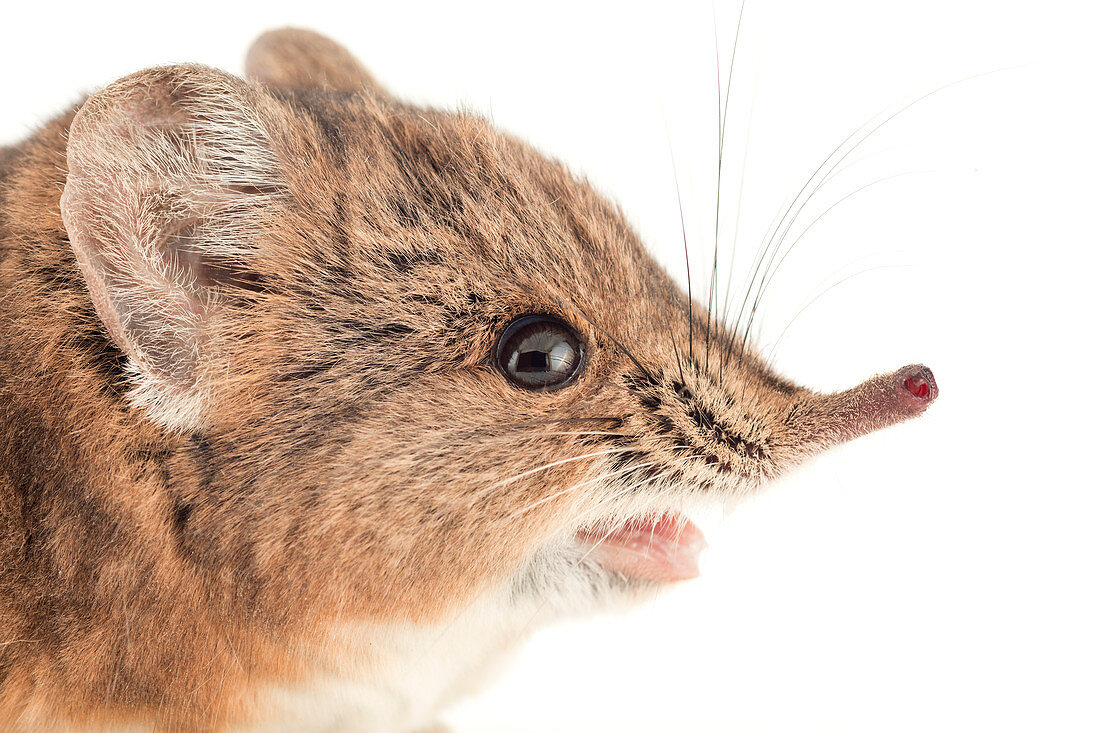 Kurzohrrüsselspringer (Macroscelides proboscideus), heimisch in Afrika