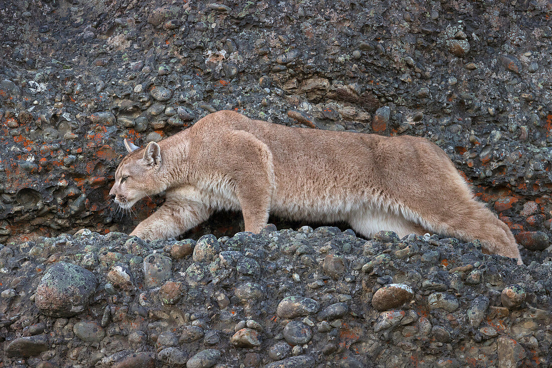 Puma (Puma concolor), Nationalpark Torres Del Paine, Patagonia, Chile