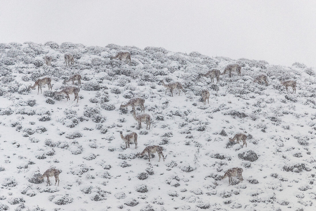 Guanako (Lama guanicoe) Herde, weidend im Winter, Nationalpark Torres Del Paine, Patagonia, Chile weiden lässt