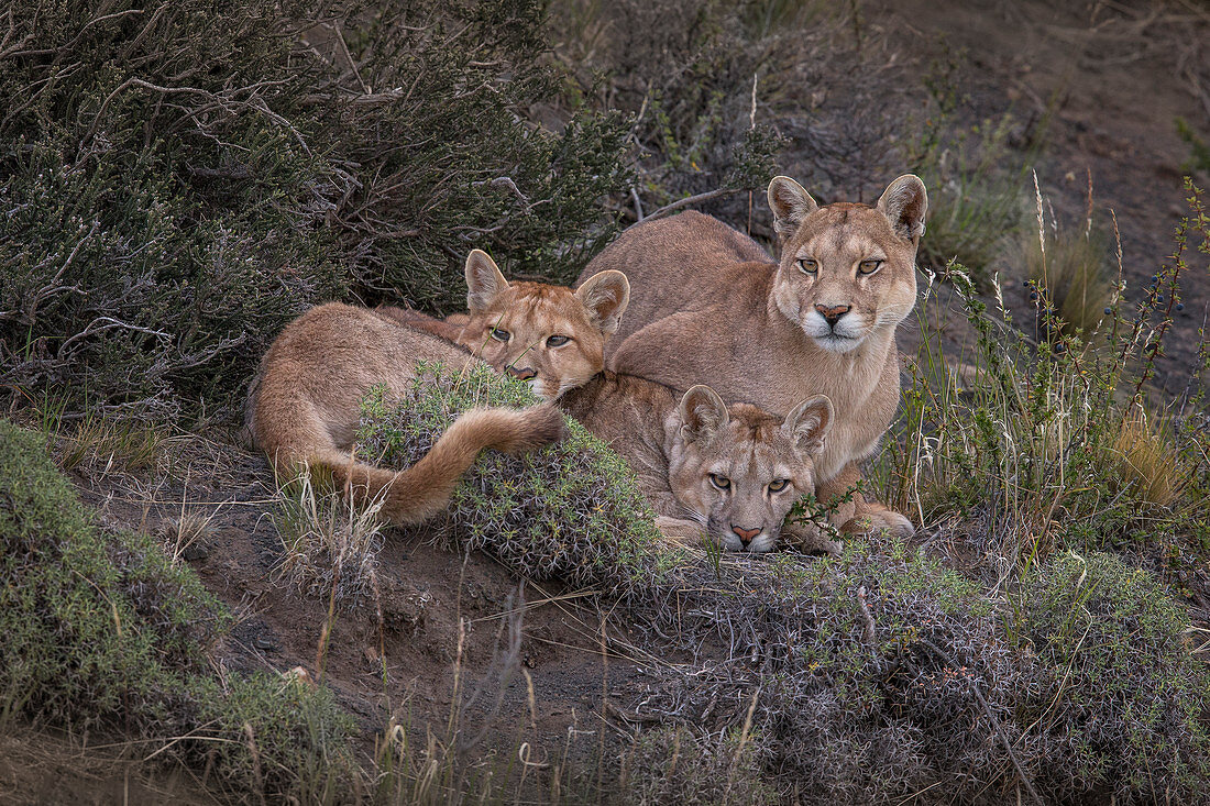 Puma (Puma concolor), Mutter und Jungtier, Nationalpark Torres Del Paine, Patagonia, Chile
