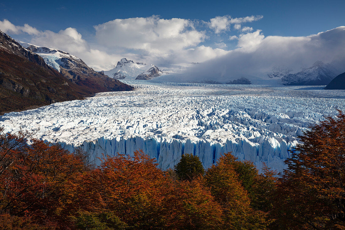 Buchen (Fagus sp) im Herbst und Perito Moreno Glacier, Nationalpark Los Glaciares, Patagonia, Argentinien