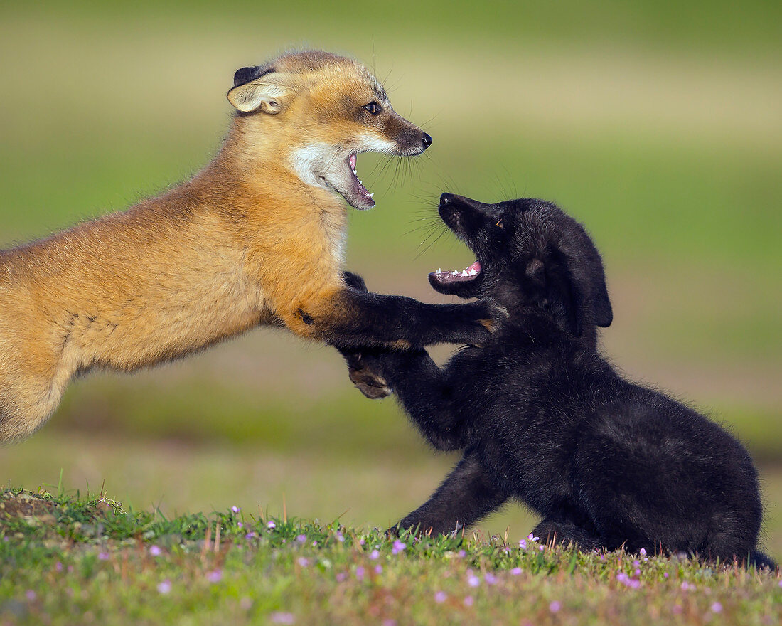 Spielende Rotfuchs-Welpen (Vulpes Vulpes), Washington